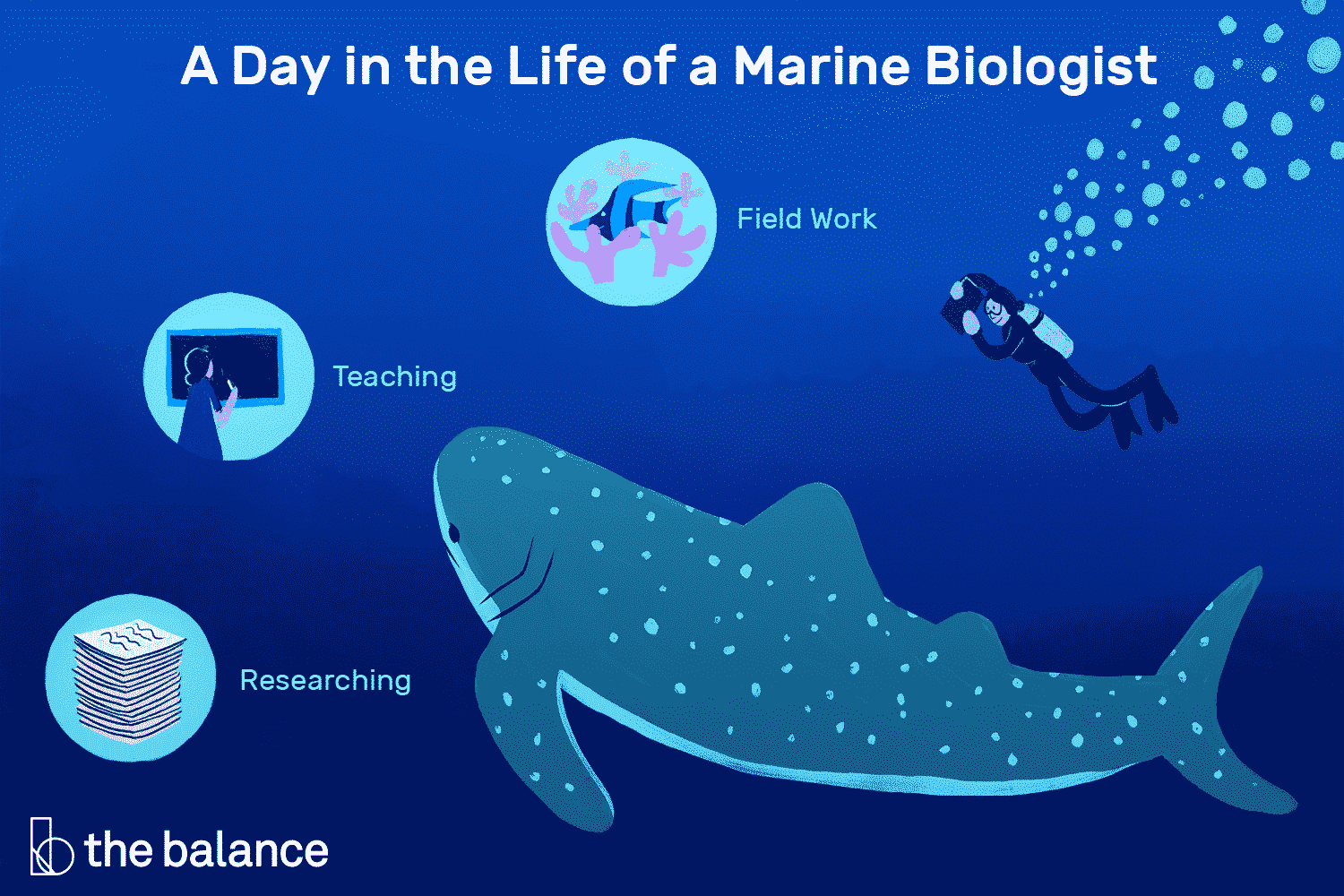 marine-biologist-job-responsibilities